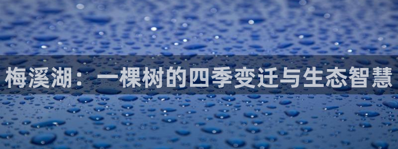 新宝 gg 下载