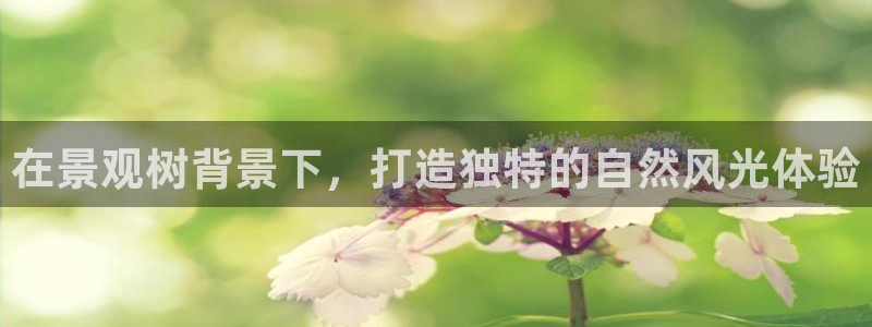 新宝gg专线：在景观树背景下，打造独特的自然风光体验