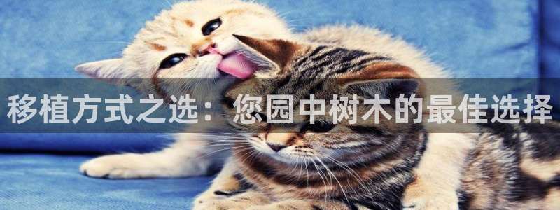 新宝gg娱乐：移植方式之选：您园中树木的最佳选择