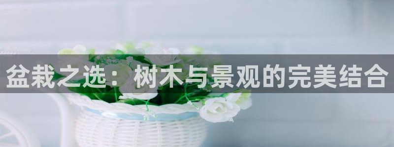 新宝gg评论：盆栽之选：树木与景观的完美结合
