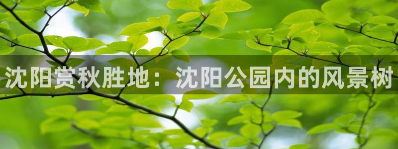新宝 gg创造