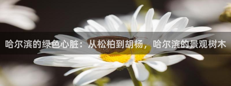 新宝gg手机官网登录：哈尔滨的绿色心脏：从松柏到胡杨，哈尔滨的景观树木