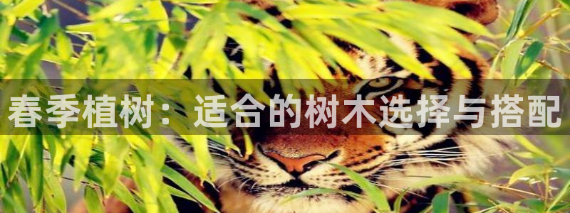 新宝gg娱乐-上鼎狐网：春季植树：适合的树木选择与搭配
